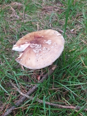 Amanita rubescens