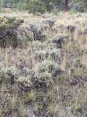 Artemisia tripartita