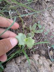 Acourtia nana