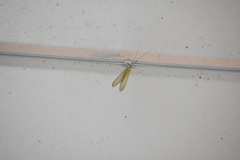 Chrysopa quadripunctata