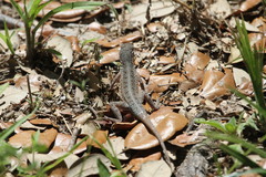 Holbrookia propinqua