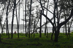 Pinus
