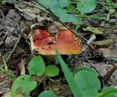 Russula sanguinea