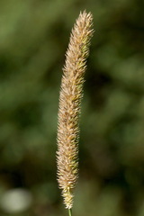 Phleum bertolonii