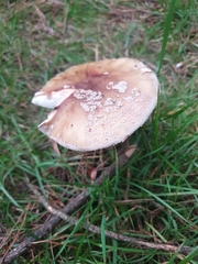 Amanita rubescens