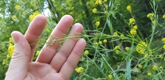 Brassica juncea