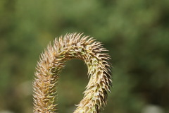 Phleum bertolonii