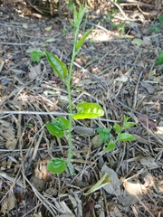 Smilax tamnoides