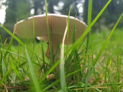 Amanita rubescens