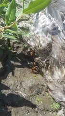 Nicrophorus marginatus