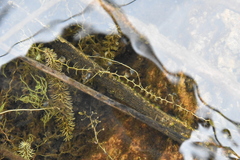 Utricularia ochroleuca