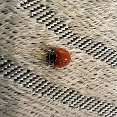 Cycloneda emarginata