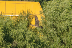 Phalacrocorax capillatus