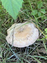 Laccaria ochropurpurea