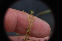 Utricularia ochroleuca