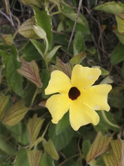 Thunbergia alata
