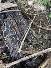 Gloiocephala