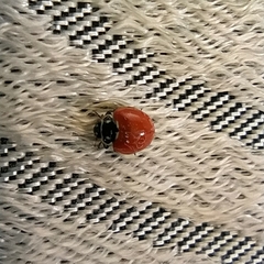 Cycloneda emarginata