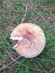 Amanita rubescens
