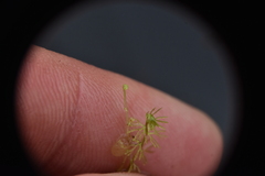 Utricularia ochroleuca