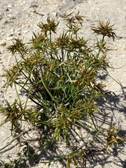 Cyperus flavescens