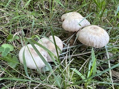 Laccaria ochropurpurea