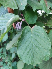 Corylus avellana