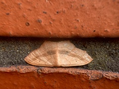 Scopula imitaria