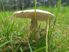 Amanita rubescens