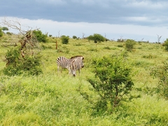 Equus quagga chapmani