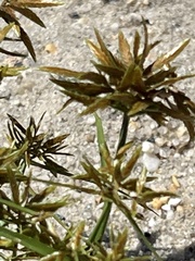 Cyperus flavescens