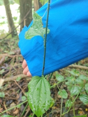 Smilax tamnoides