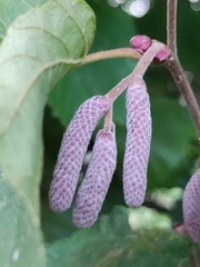 Corylus avellana