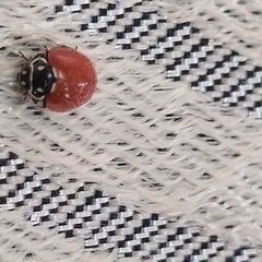 Cycloneda emarginata