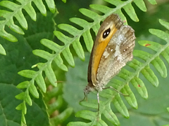 Pyronia tithonus