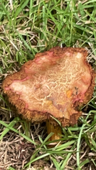 Xerocomellus dryophilus