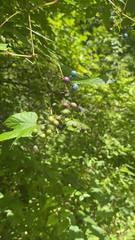 Ampelopsis glandulosa