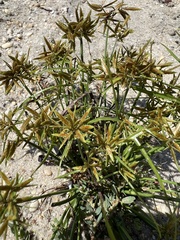 Cyperus flavescens
