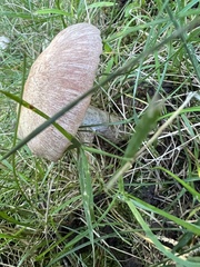 Laccaria ochropurpurea