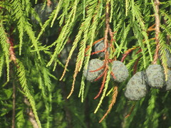 Cupressaceae