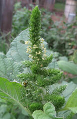 Amaranthus retroflexus