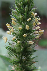Amaranthus retroflexus