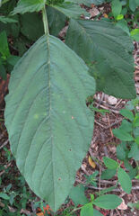 Amaranthus retroflexus