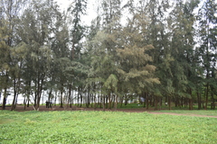 Pinus