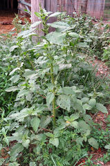 Amaranthus retroflexus