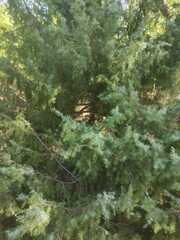 Juniperus oxycedrus