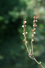 Veronica capsellicarpa