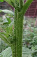 Amaranthus retroflexus