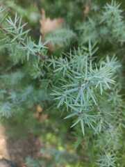Juniperus oxycedrus