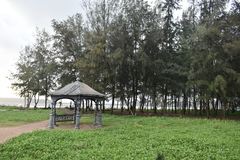 Pinus